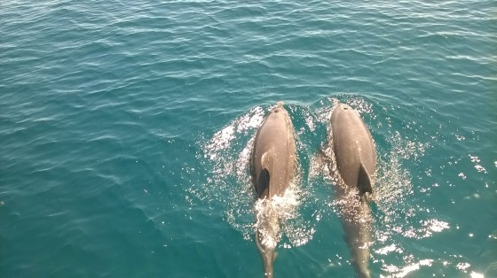 dolfijn2